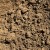 Sandy Loam Soil